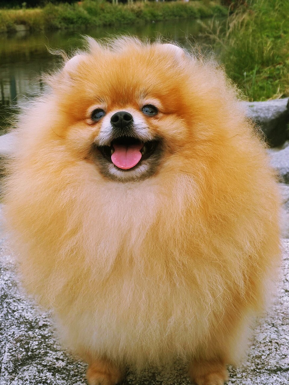 보물이 2
