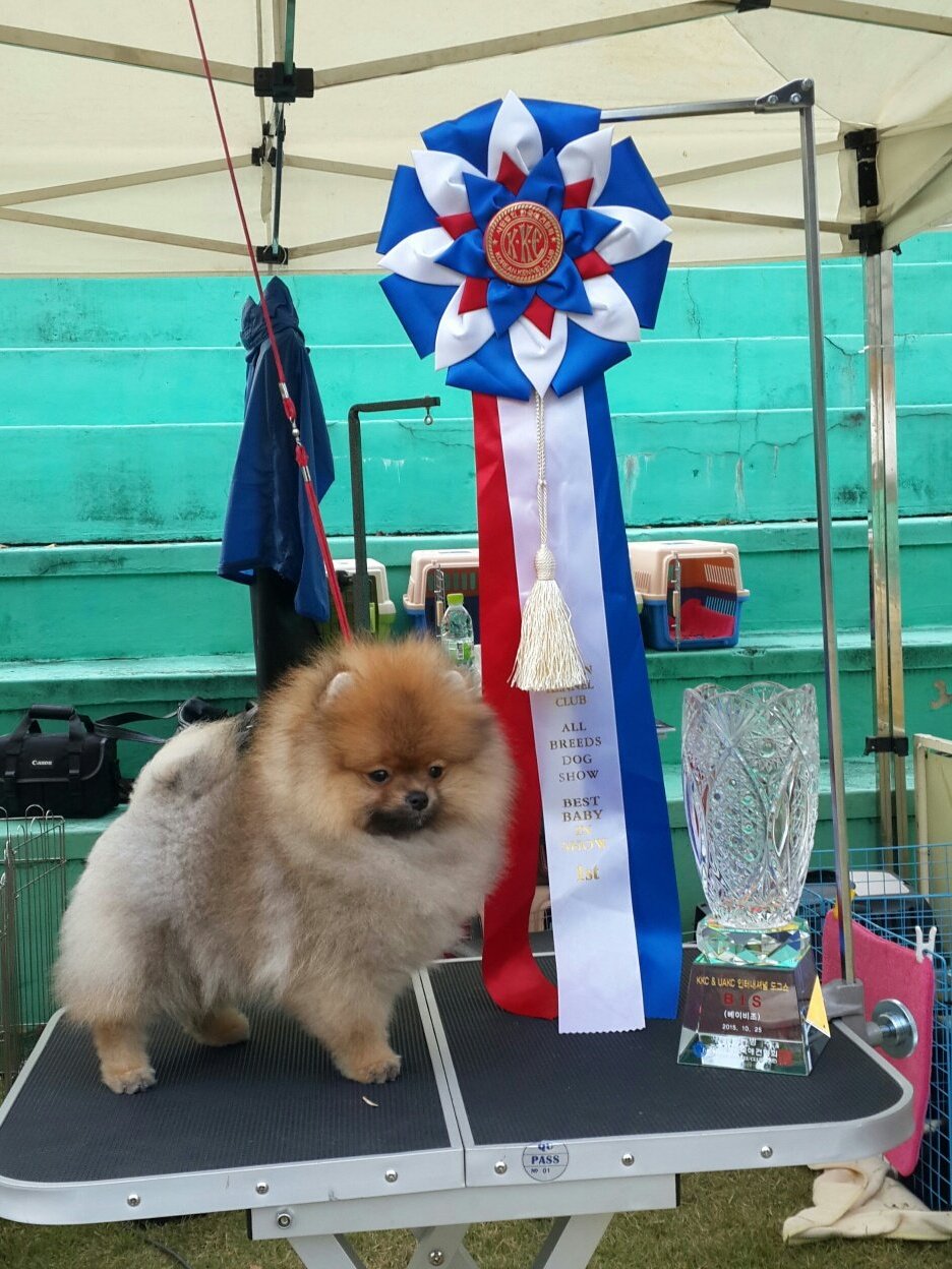 보물이 5