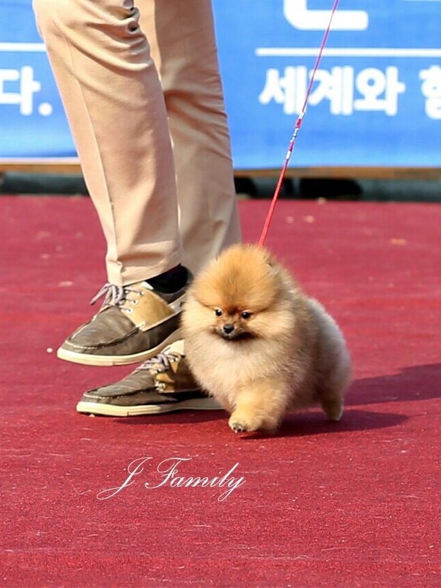 보물이 6