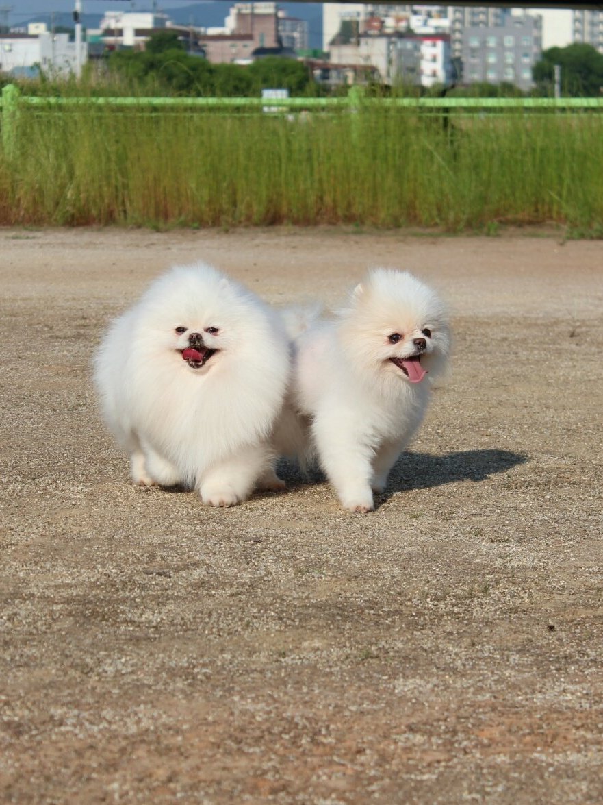 별순 8