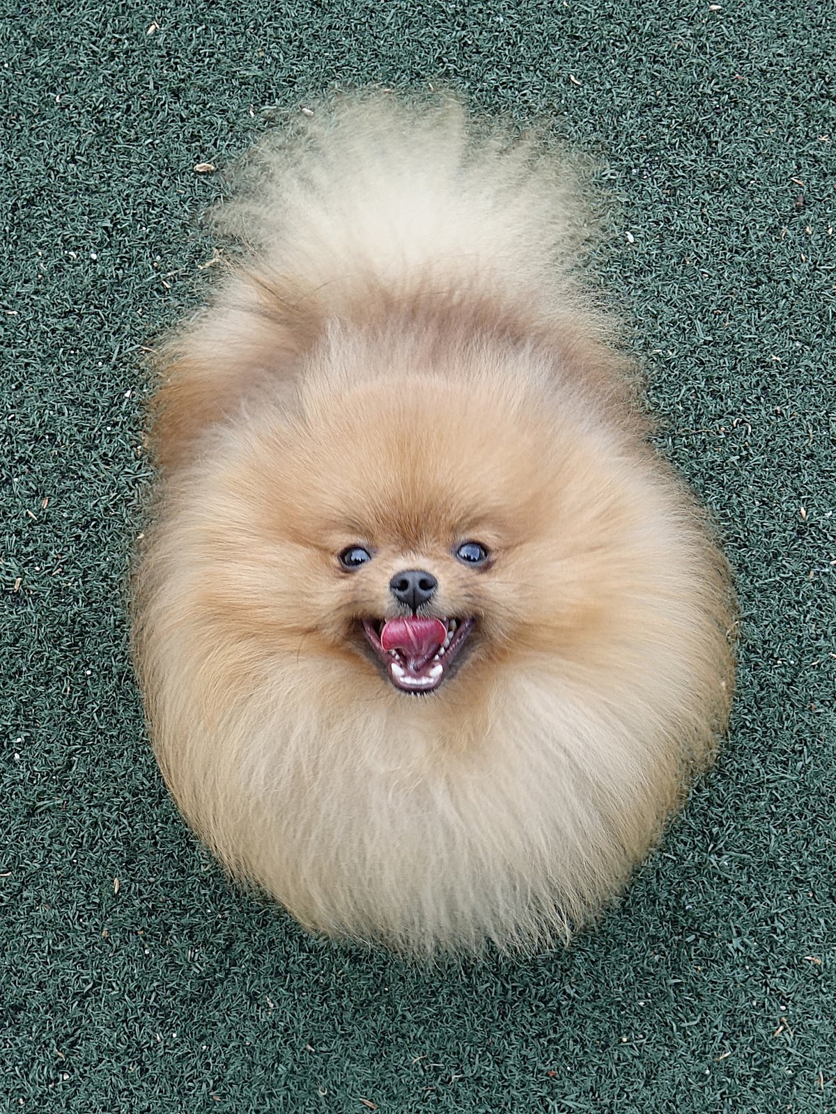 초딸 5