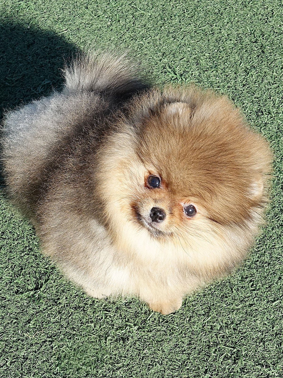 두꺼비 6