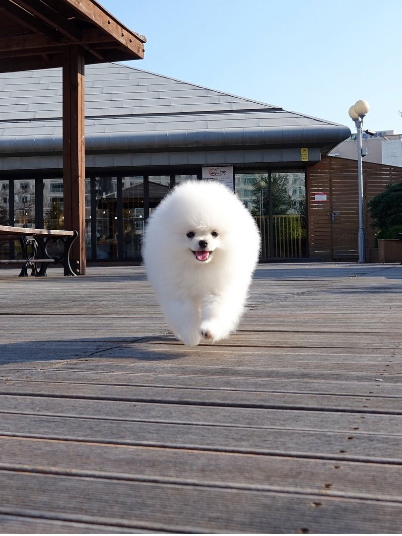 효리