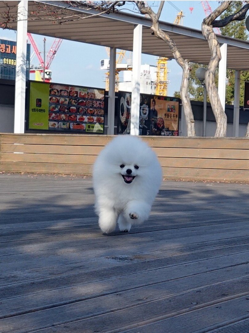 효리 2
