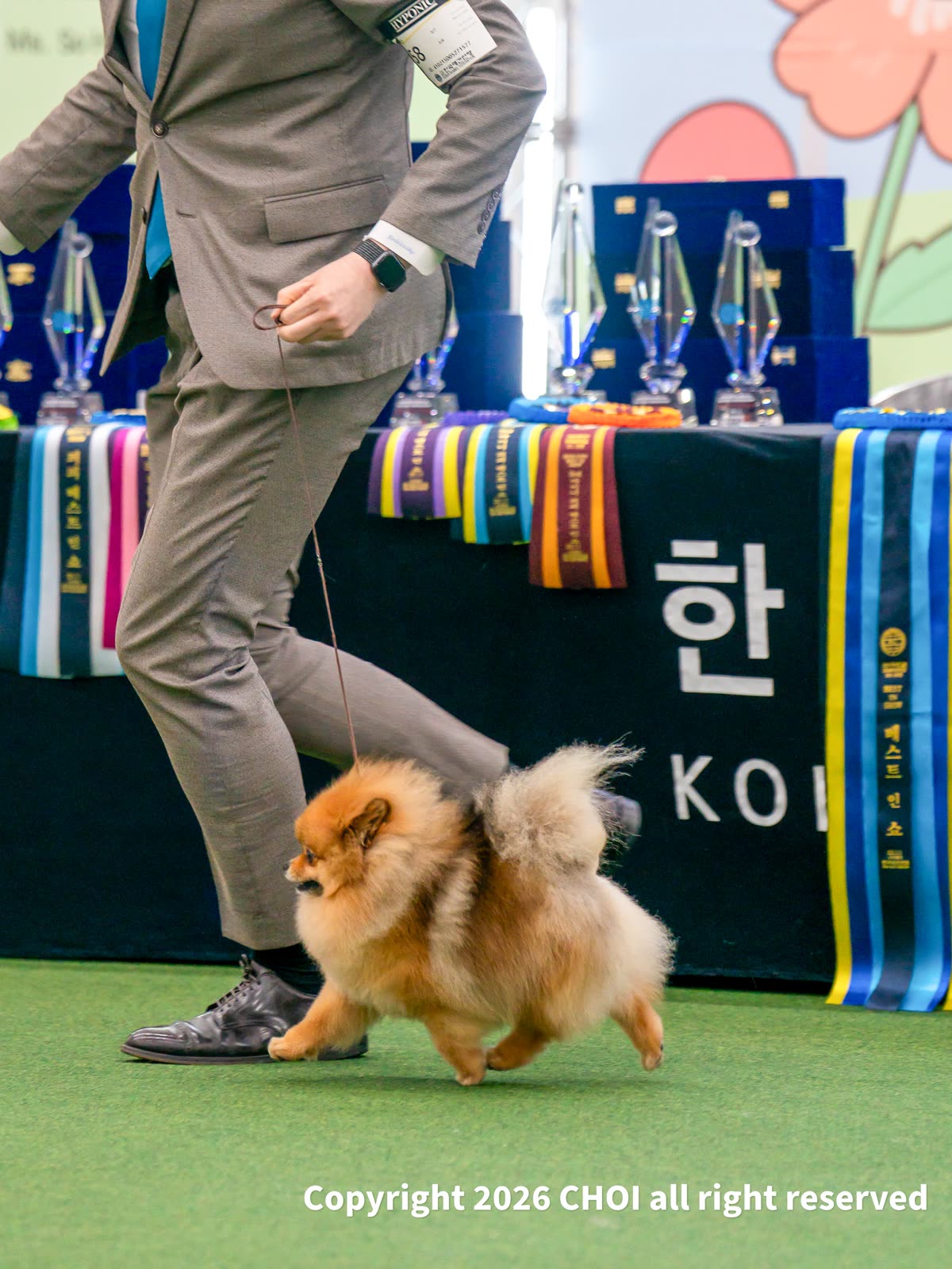 마늘 8