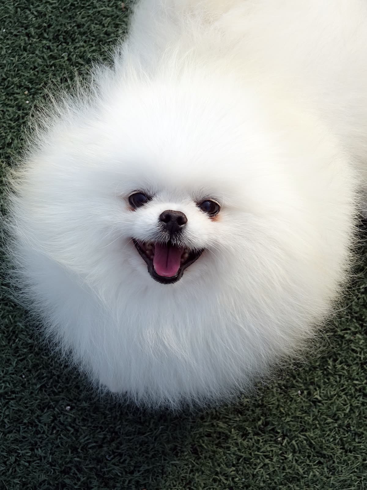 맹구 4
