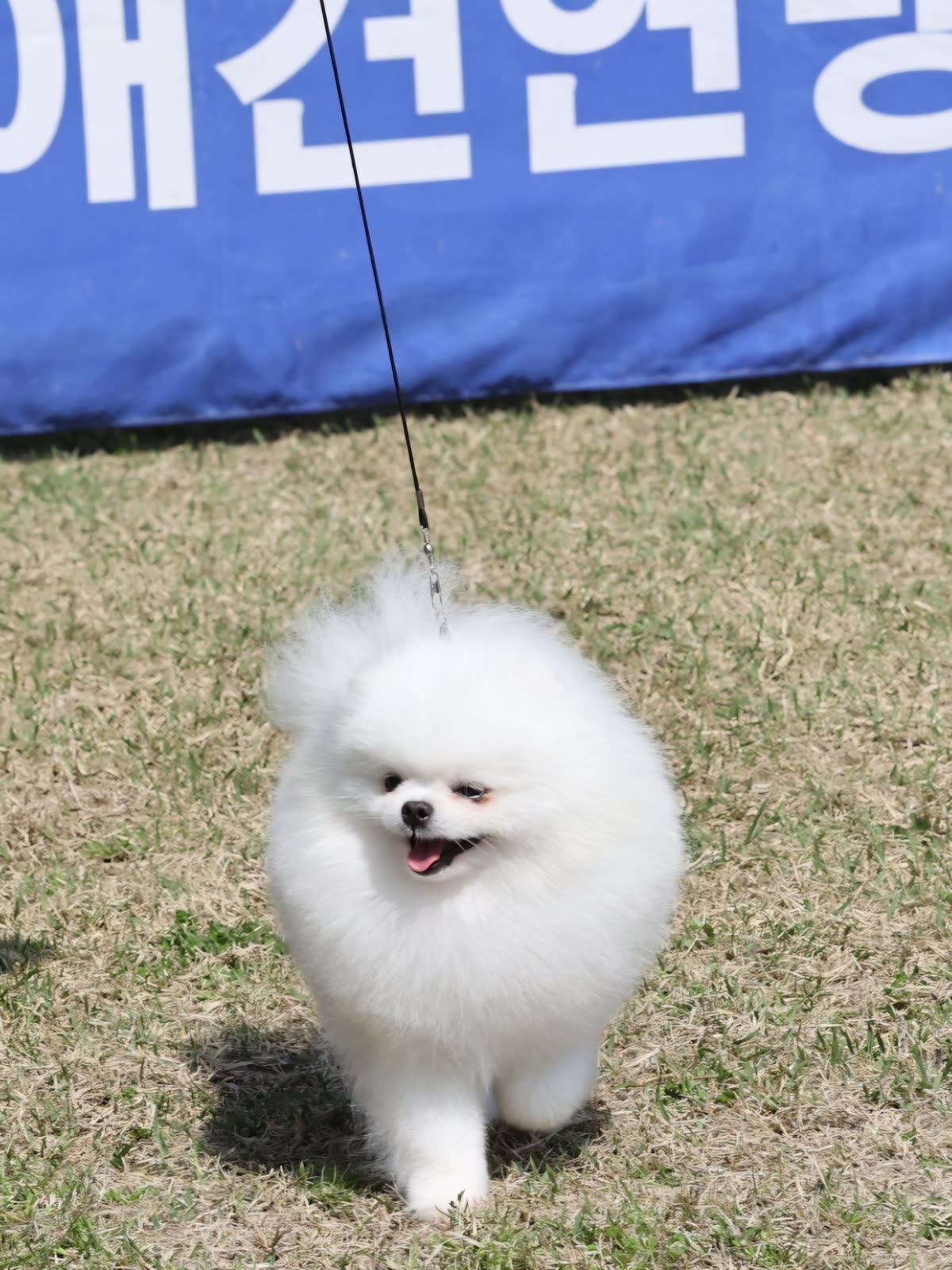맹구 6