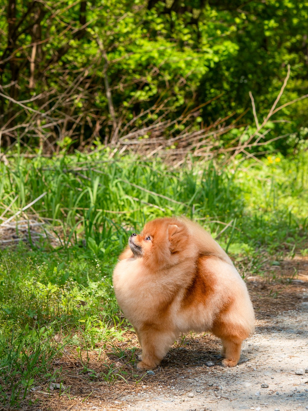 폴타