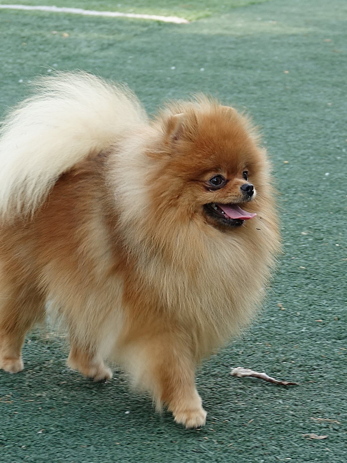 퀸