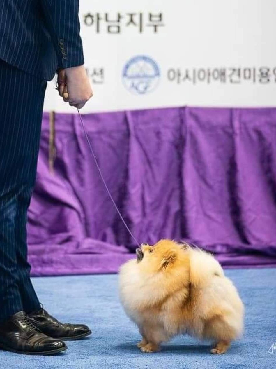 토모모