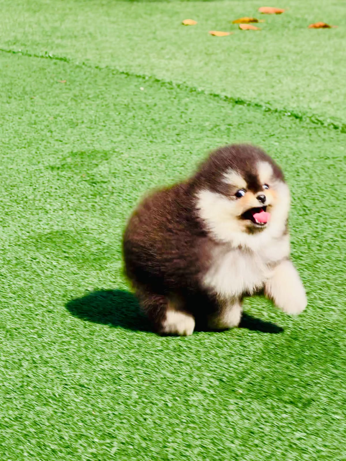 콩이